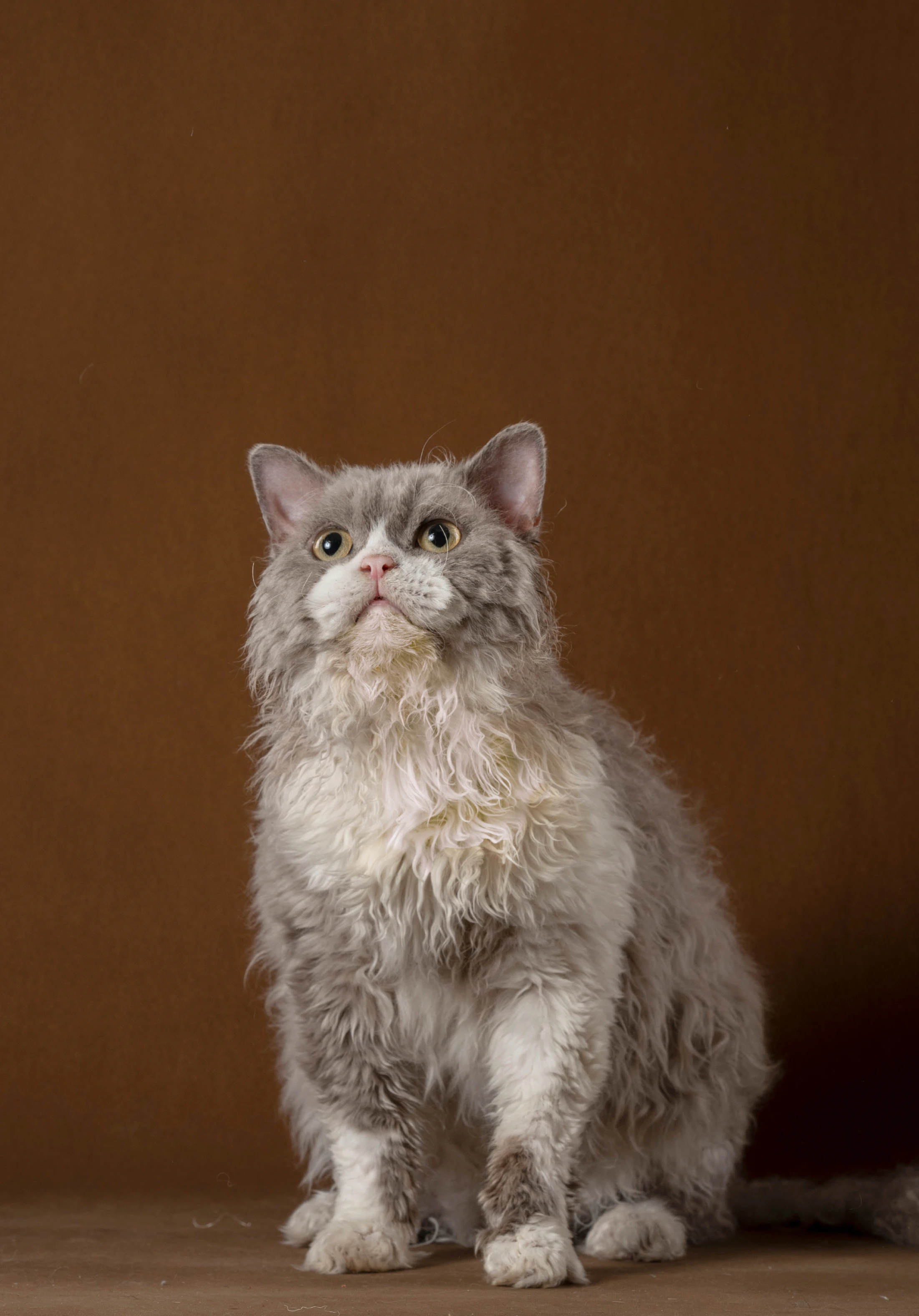 BRACHA Cattery 的小捲寶