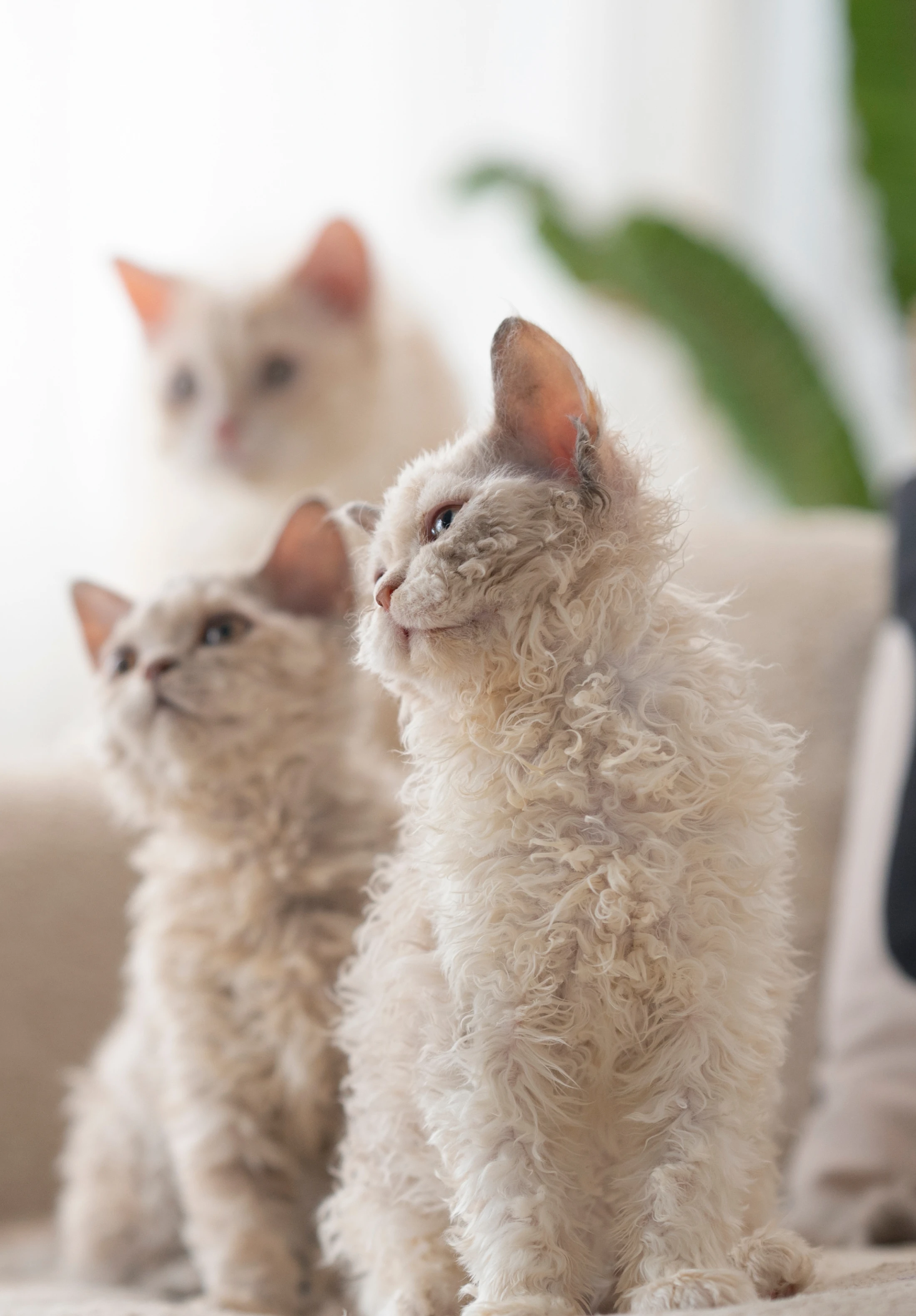 BRACHA Cattery